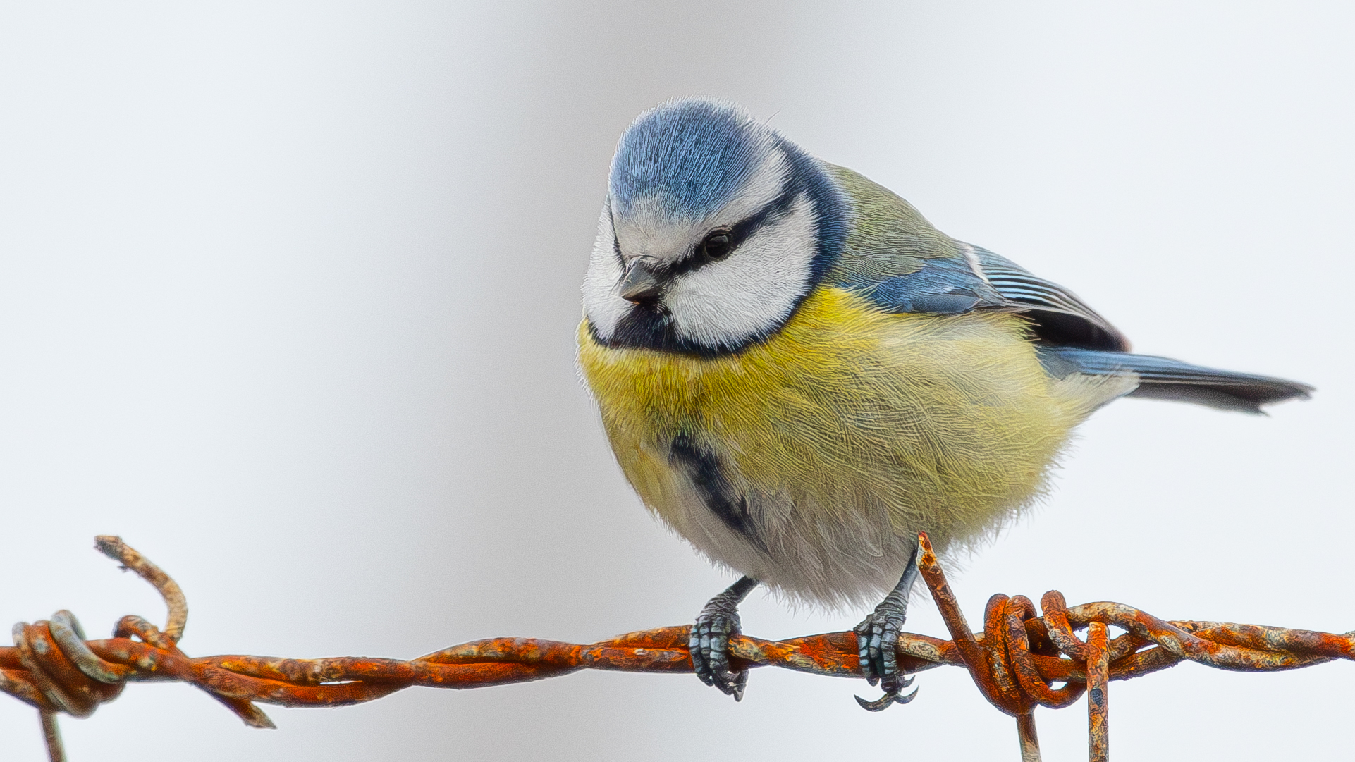 Eurasian Blue Tit